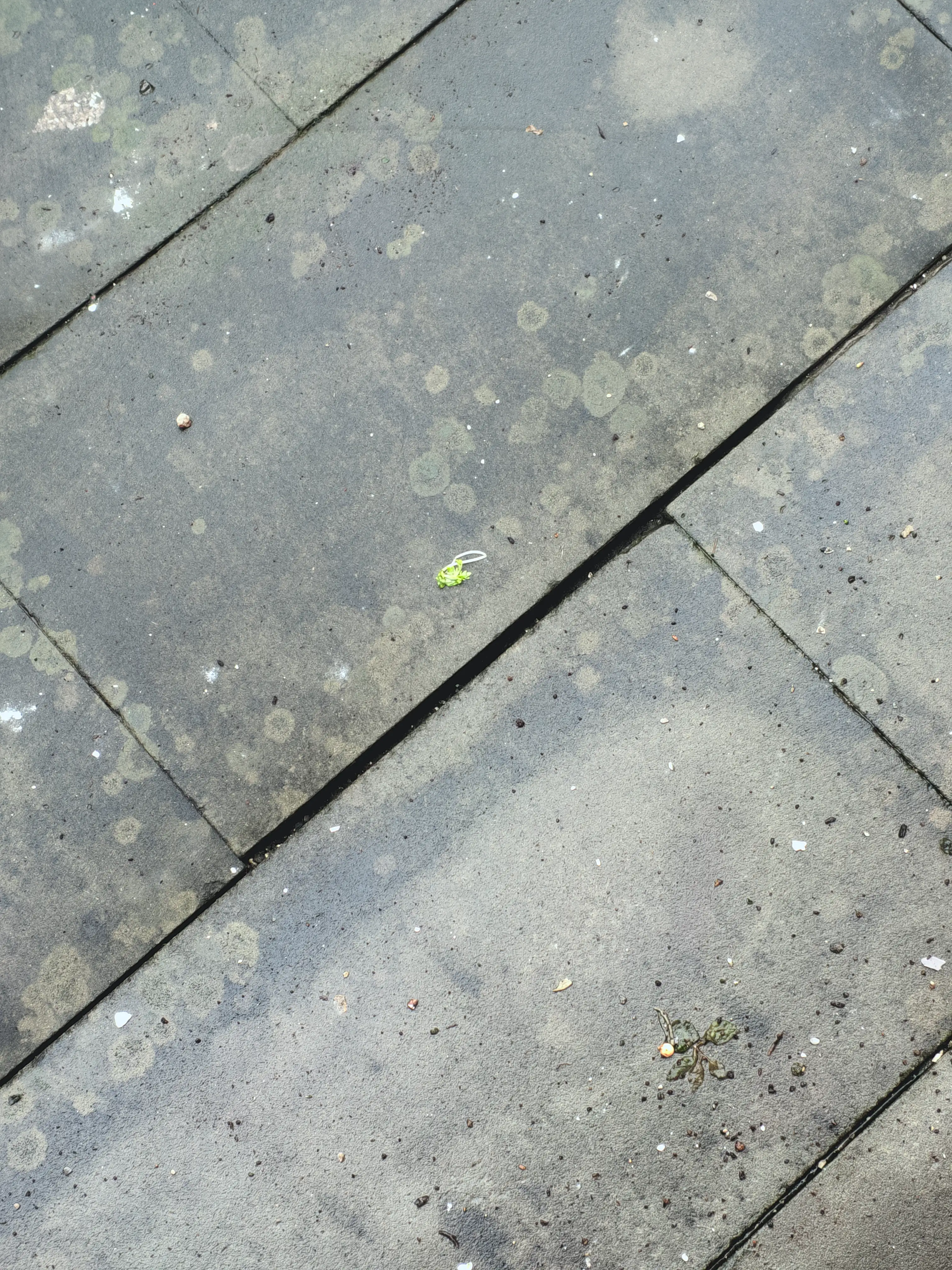 还能看到些许土和一株残余