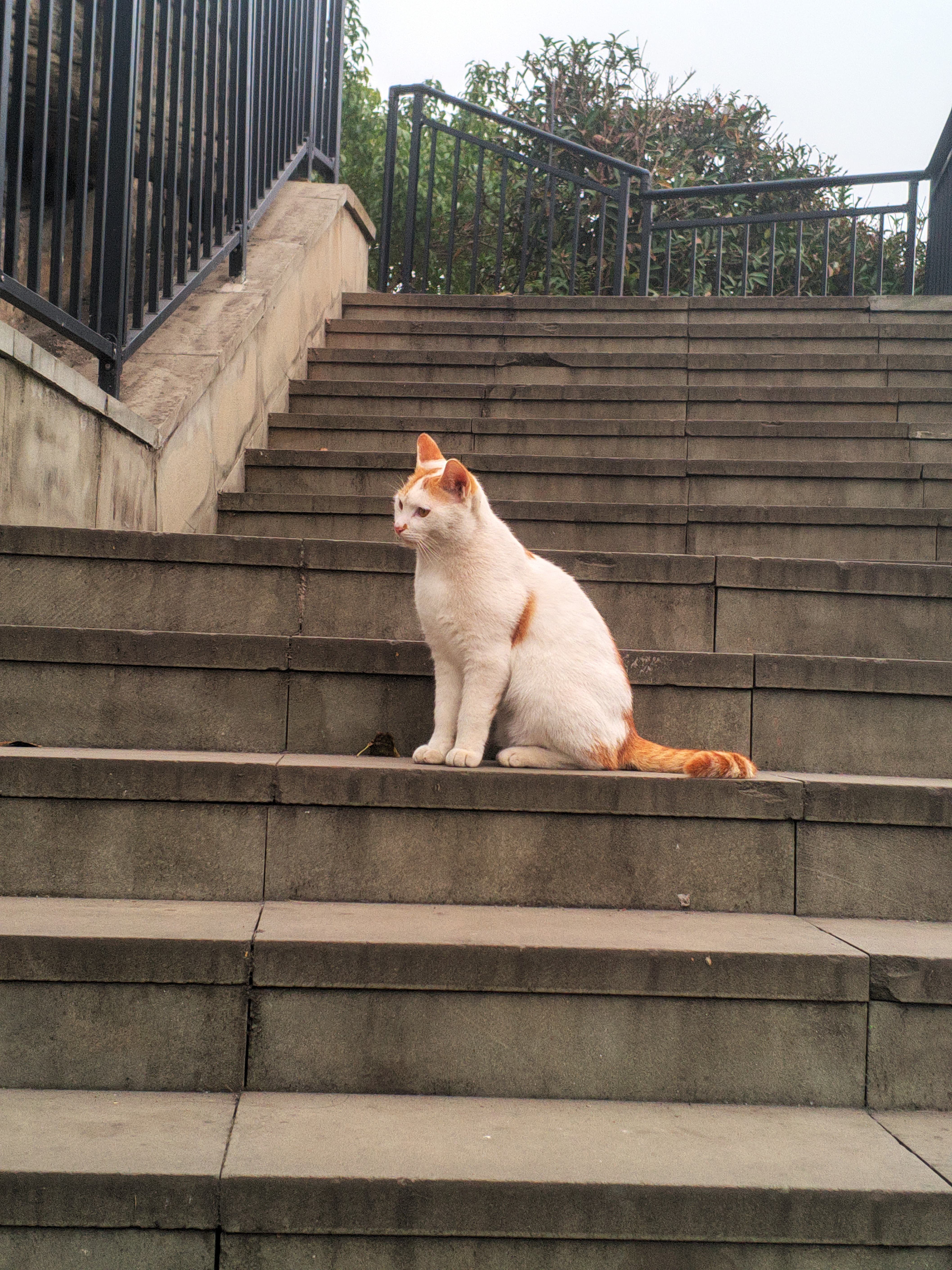 回学校,迎接我的猫猫