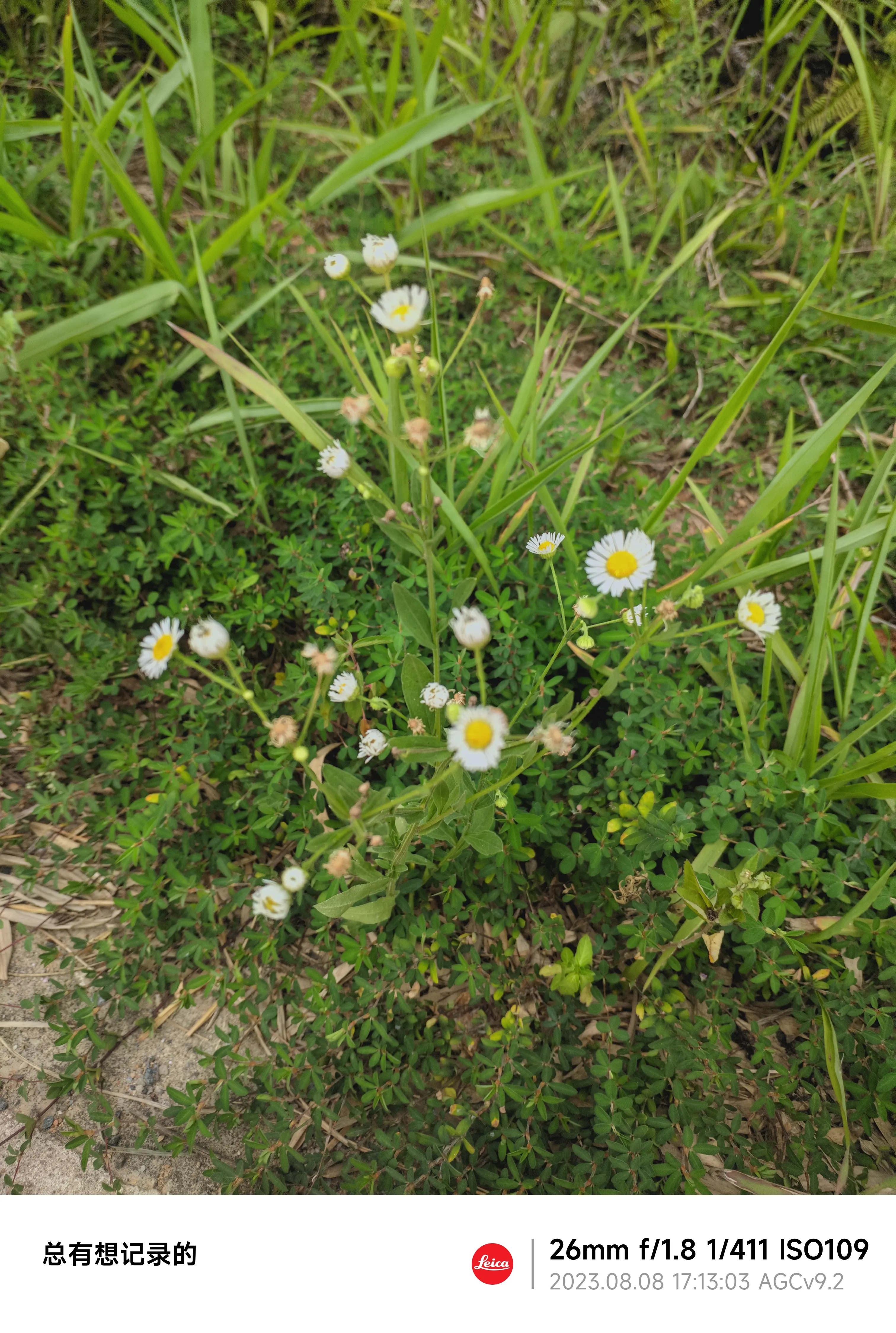 江西的雏菊,让我想起了我自己种的了