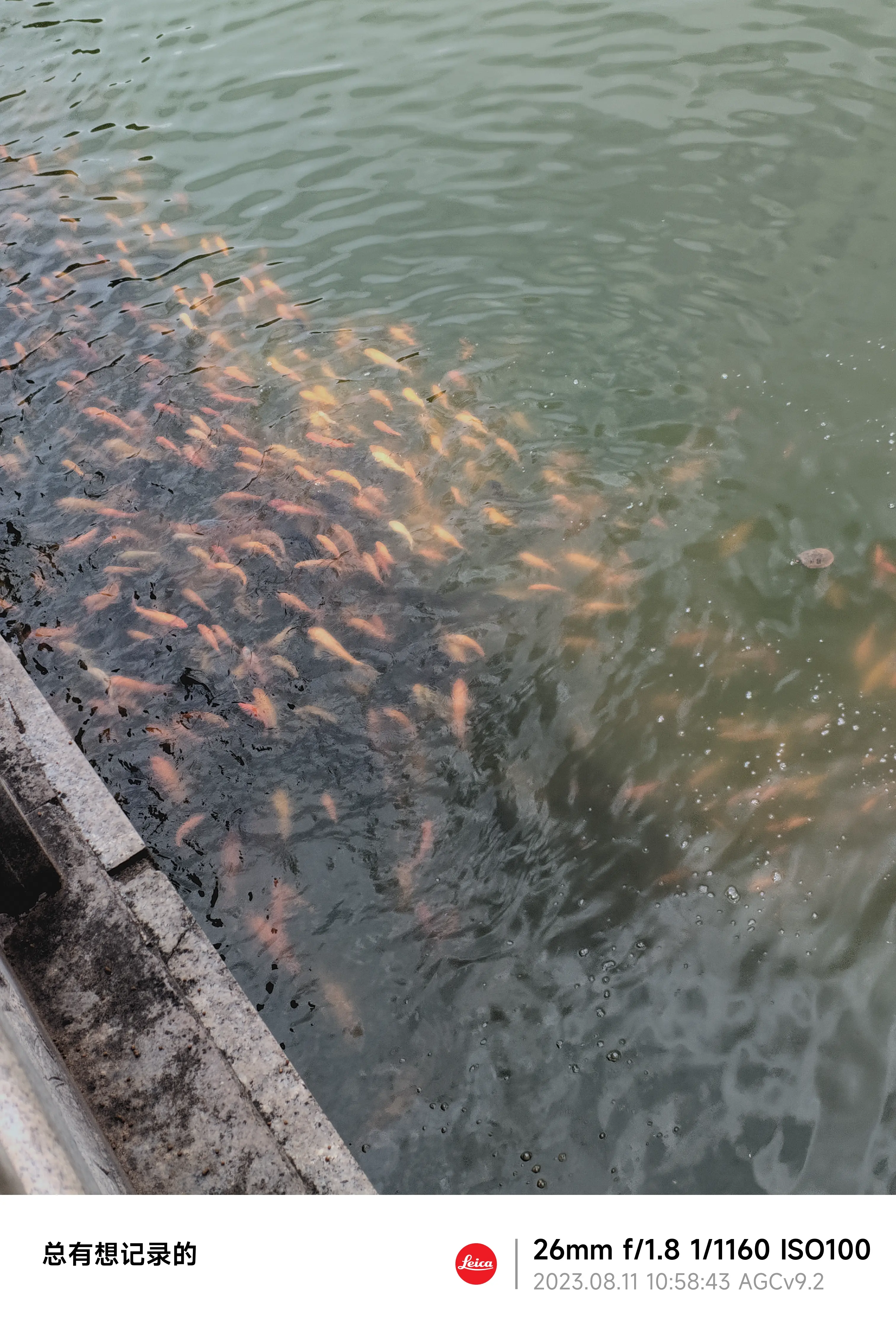 湖里有很多鱼和乌龟