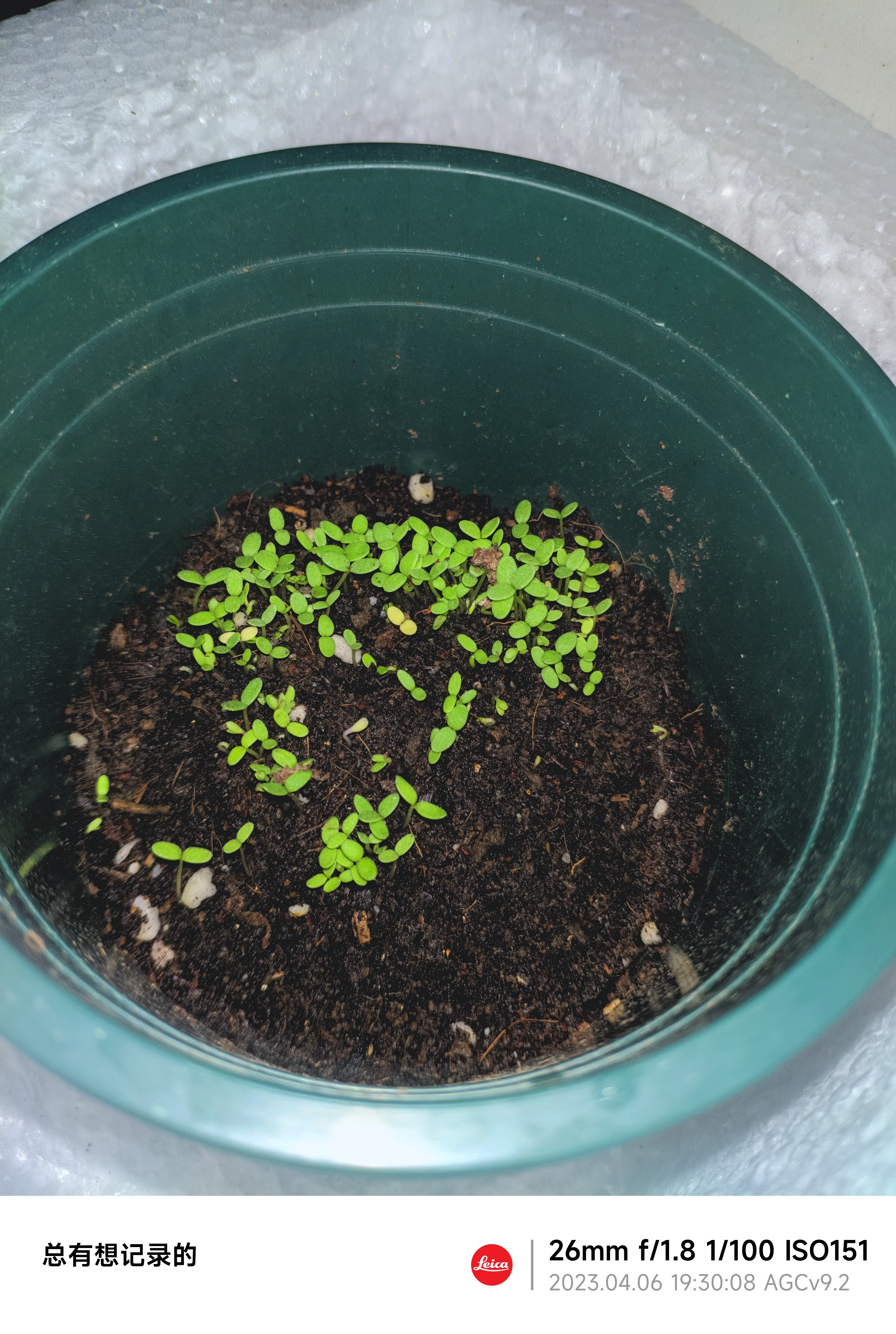 2倍放大版 哎嘿