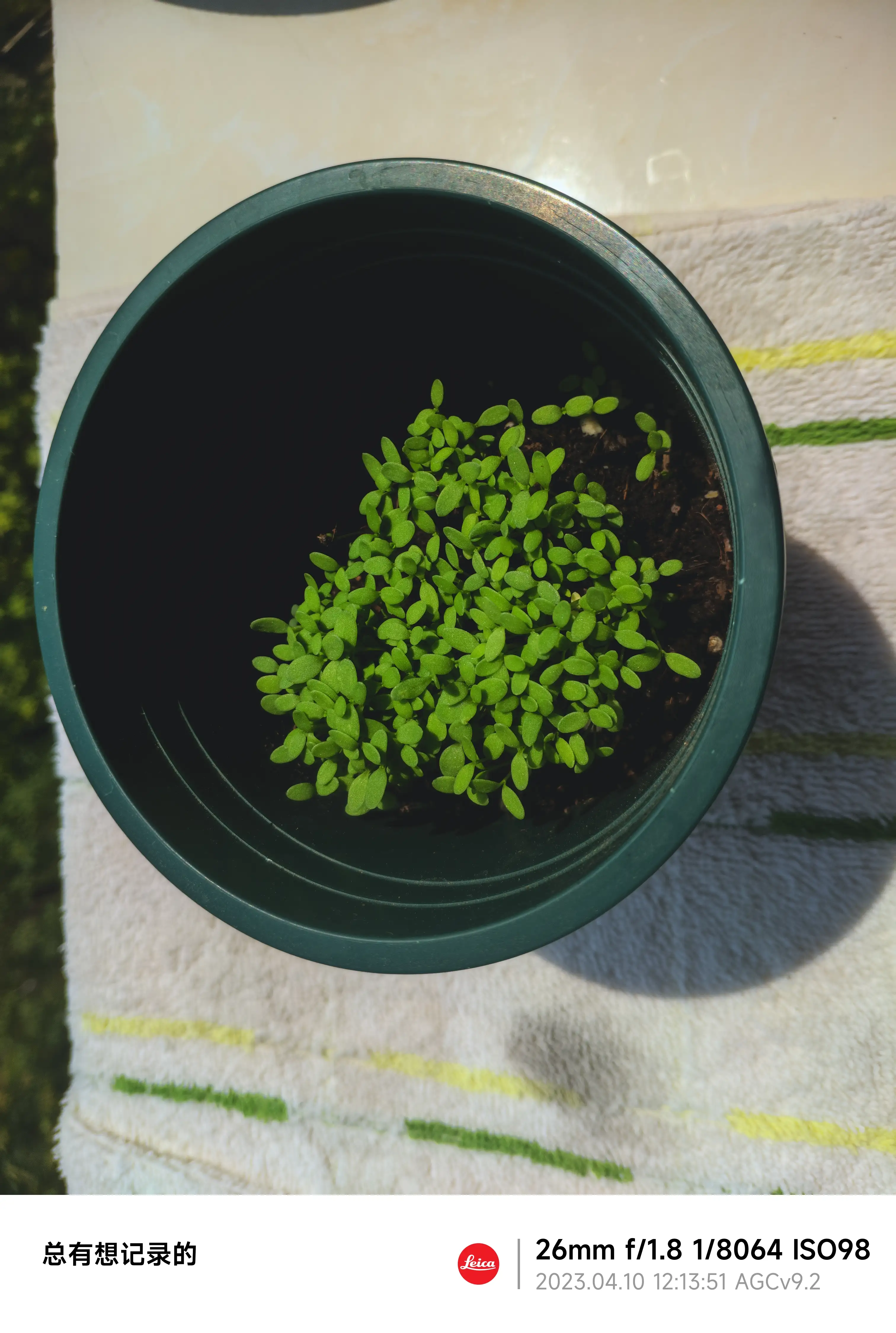 因为长势凶猛,所以被挤来挤去的