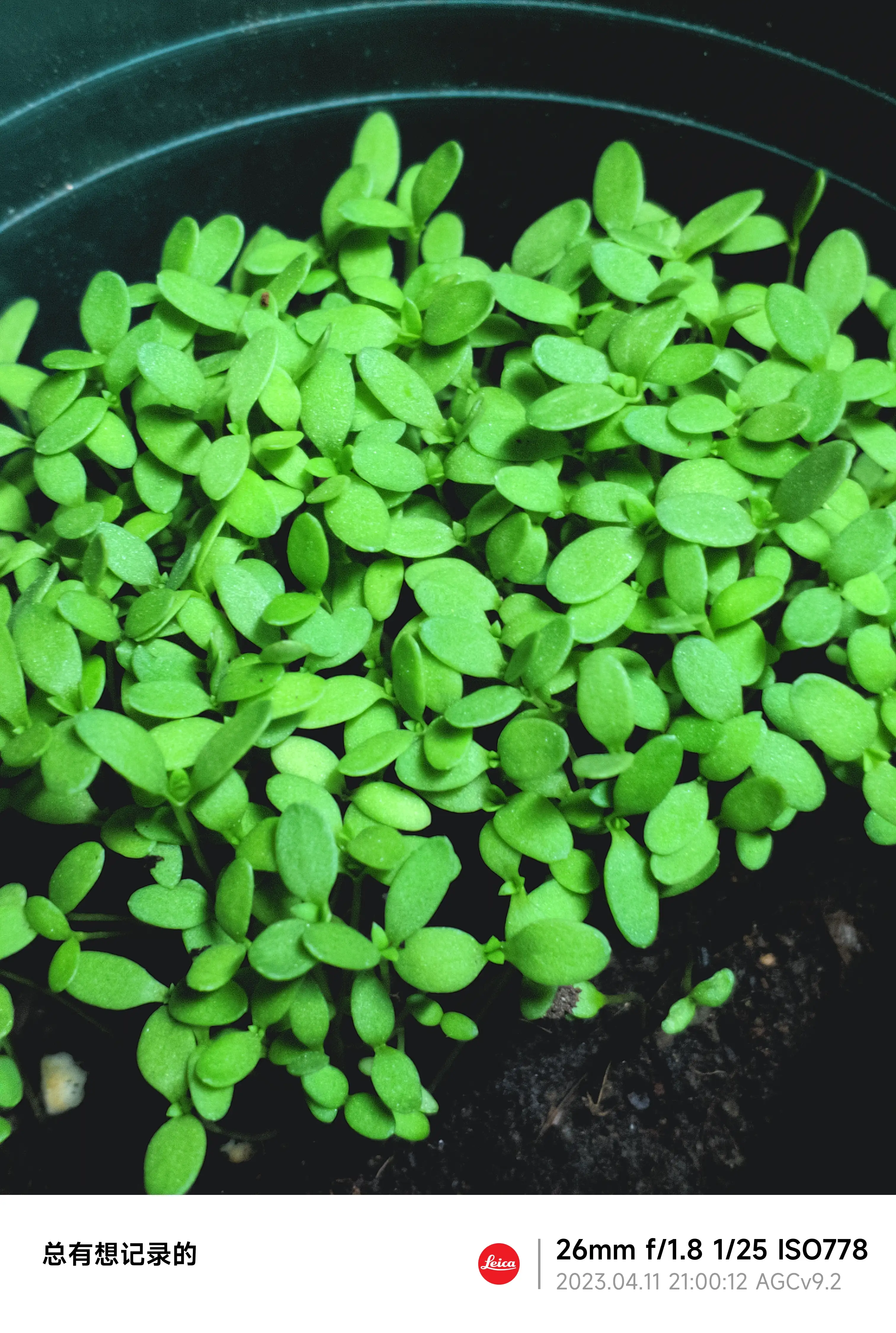 新芽新芽...之旅