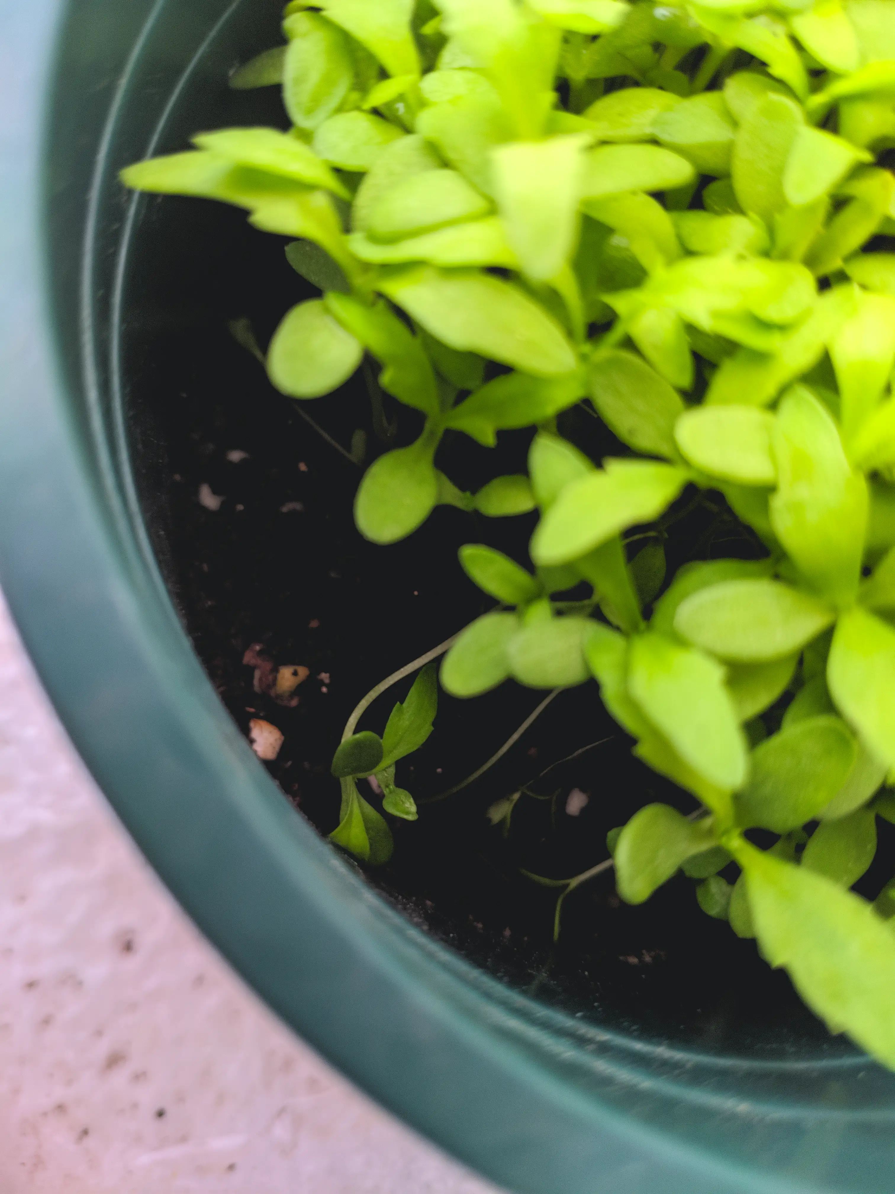 可见的歪八扭七