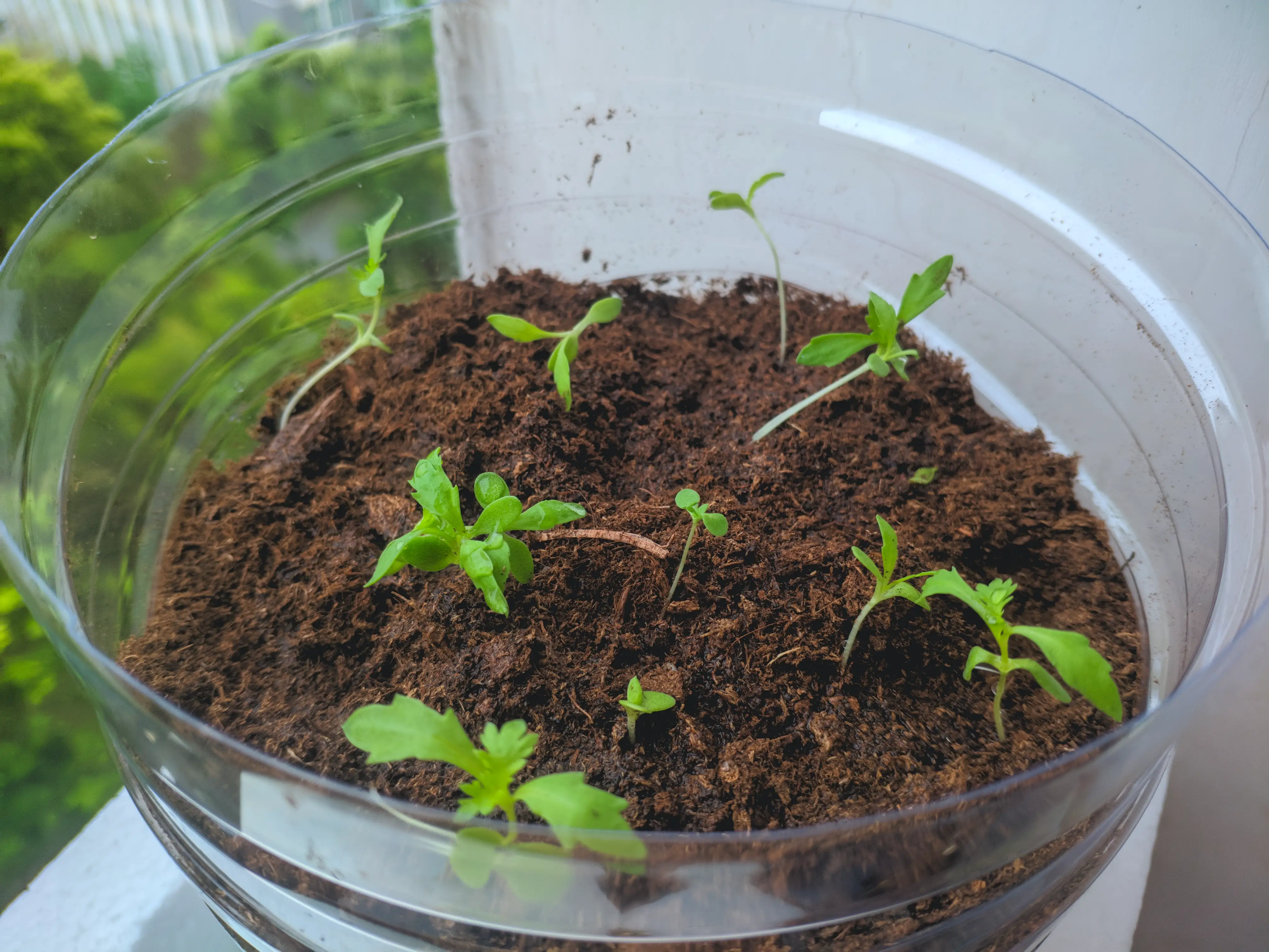 这是4月23号移栽的,请珍惜现在的样子