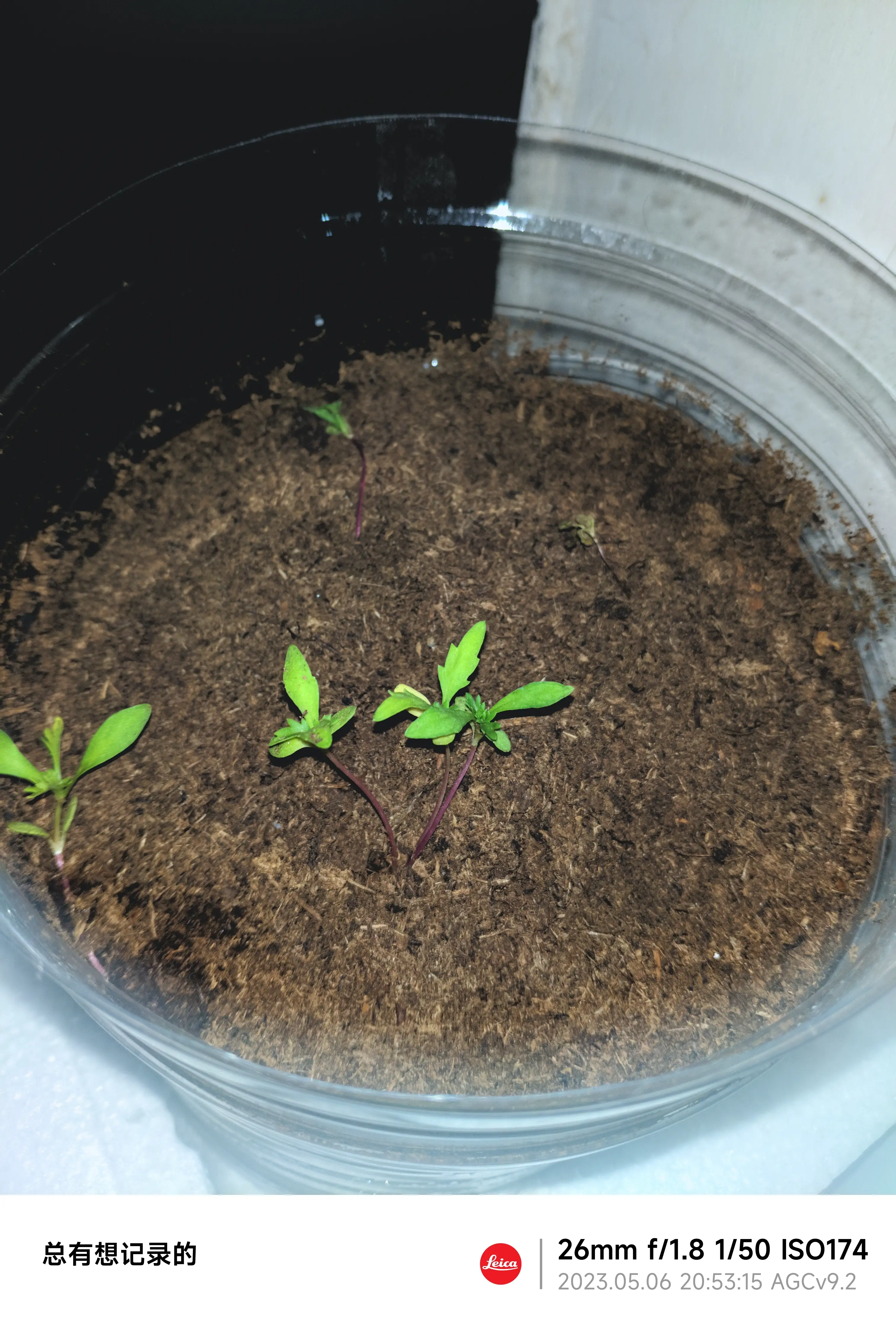 这是今天拍的,已经蔫了吧唧的了,也死了几株