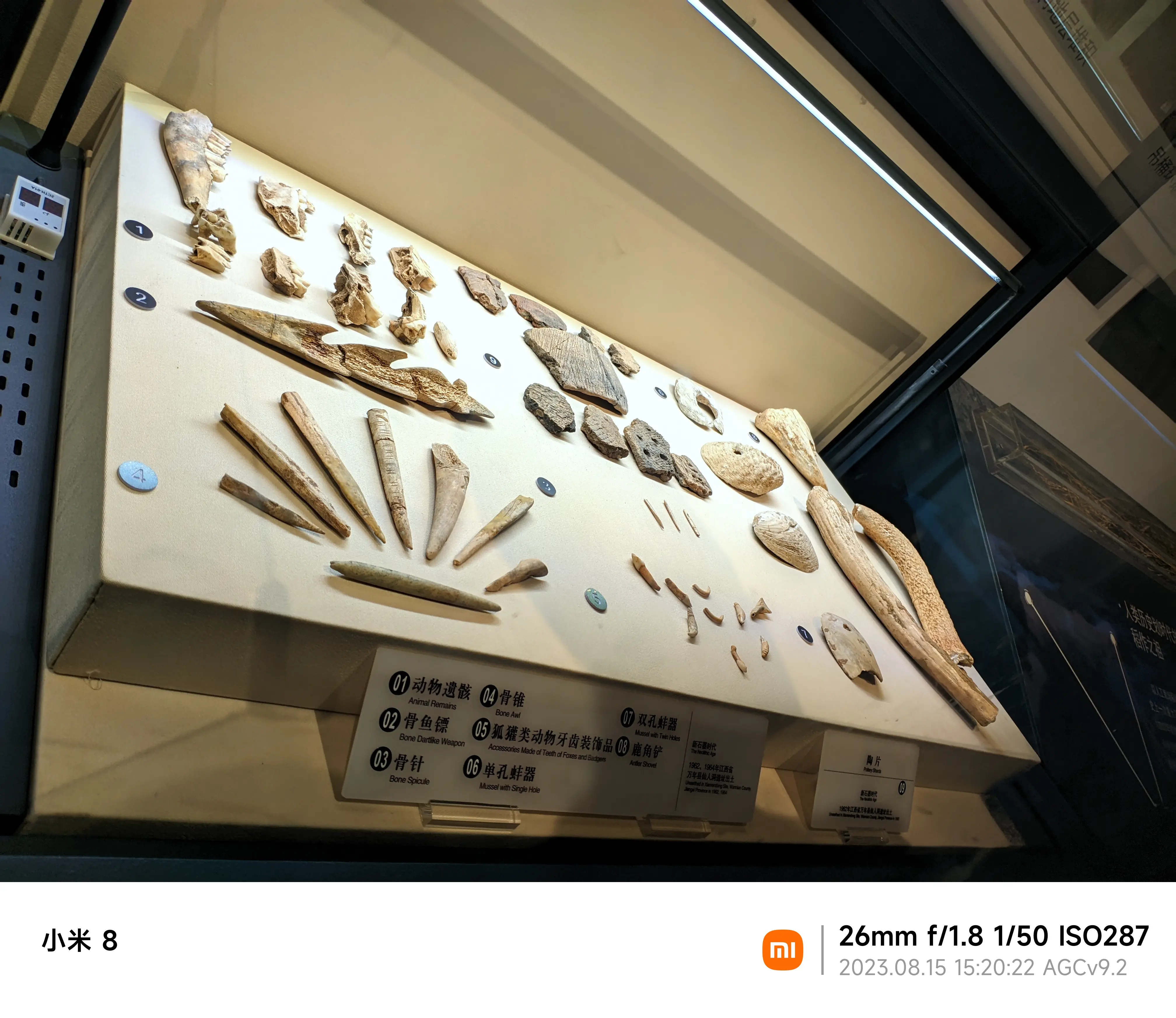 当然都是从动物再到人啦